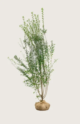 Aitalikusteri 200cm Tuuhea | Plantinavia