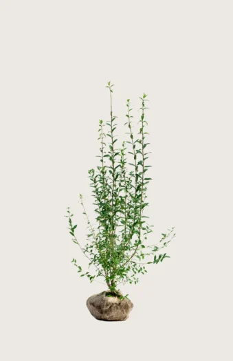Aitalikusteri 60cm Tuuhea | Plantinavia