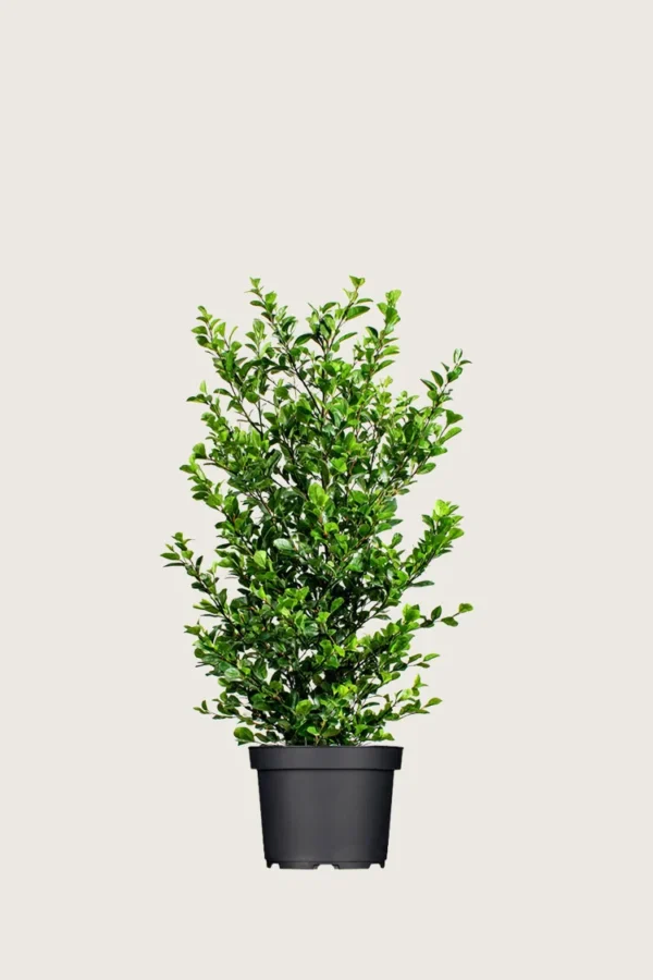 Aitalikusteri 100cm Hyvin tuuhea | Plantinavia