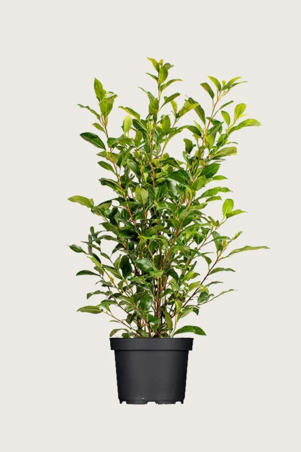 Aitalikusteri 150cm Hyvin tuuhea | Plantinavia