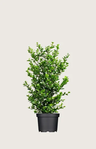 Aitalikusteri 60cm Hyvin tuuhea | Plantinavia