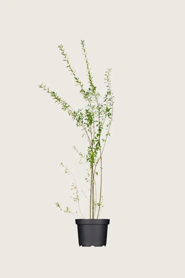 Aitalikusteri 125cm Outlet | Plantinavia