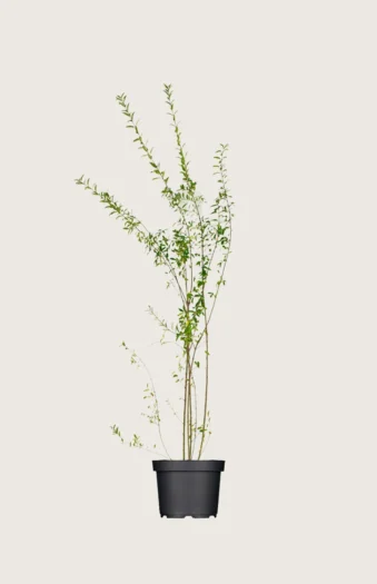 Aitalikusteri 175cm Outlet | Plantinavia