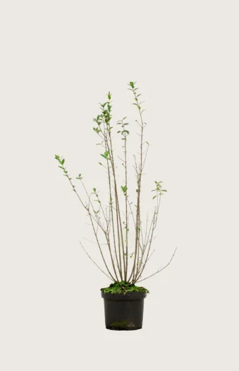 Aitalikusteri 80cm Outlet | Plantinavia