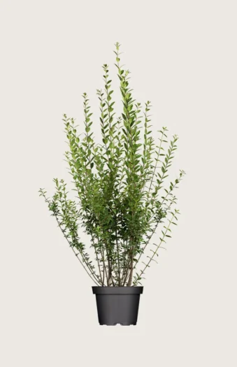 Aitalikusteri 100cm Tuuhea | Plantinavia