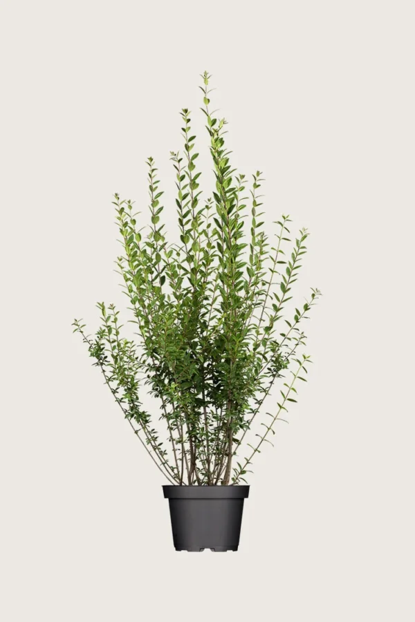 Aitalikusteri 125cm Tuuhea | Plantinavia