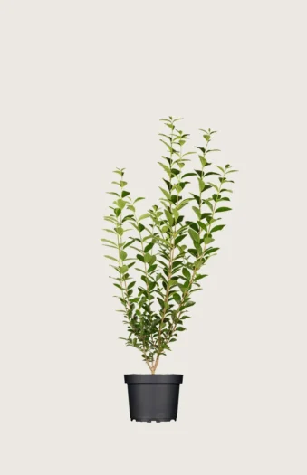 Aitalikusteri 40cm Tuuhea | Plantinavia