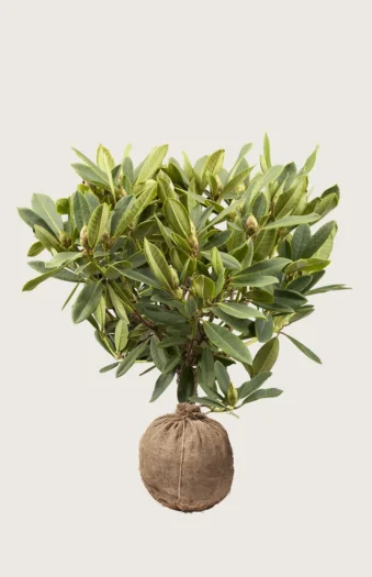 Alppiruususekoitus 60cm Hyvin tuuhea | Plantinavia