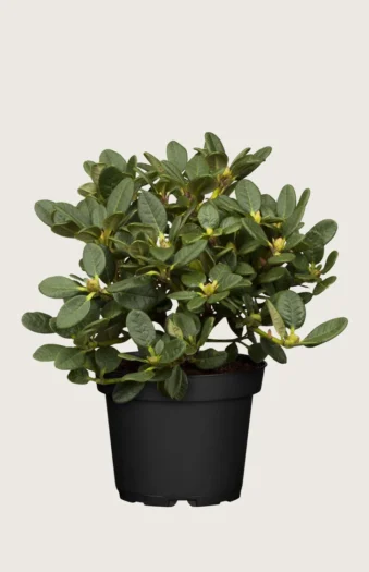 Alppiruususekoitus 100cm Tuuhea | Plantinavia