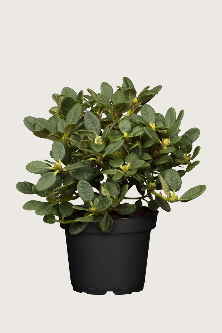 Alppiruususekoitus 100cm Tuuhea | Plantinavia