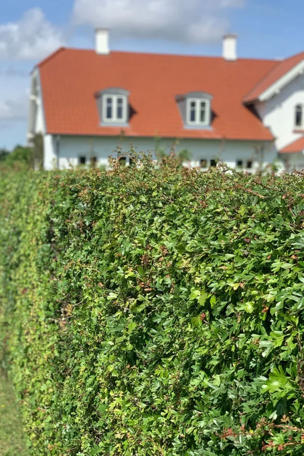 Tylppäliuskaorapihlaja