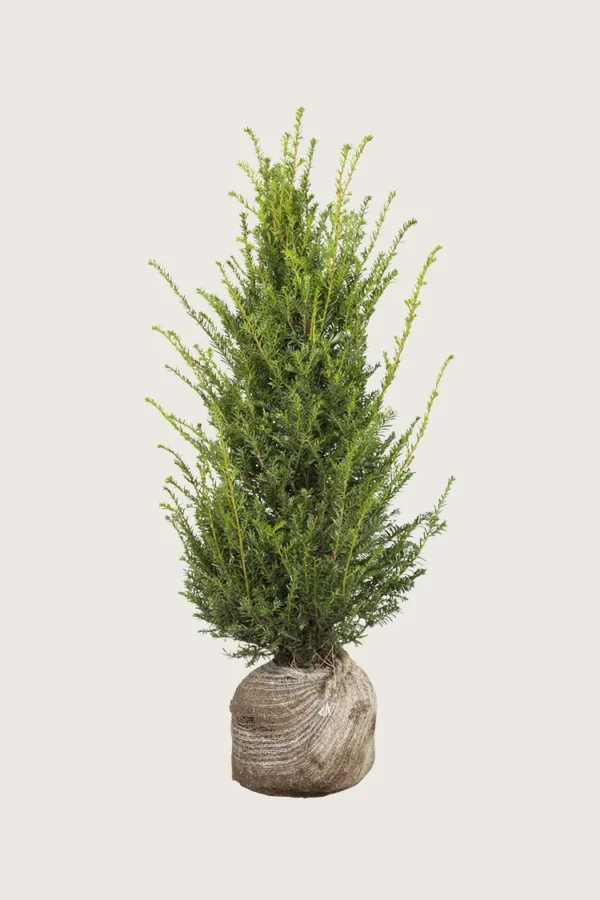 Euroopanmarjakuusi 175cm Outlet | Plantinavia