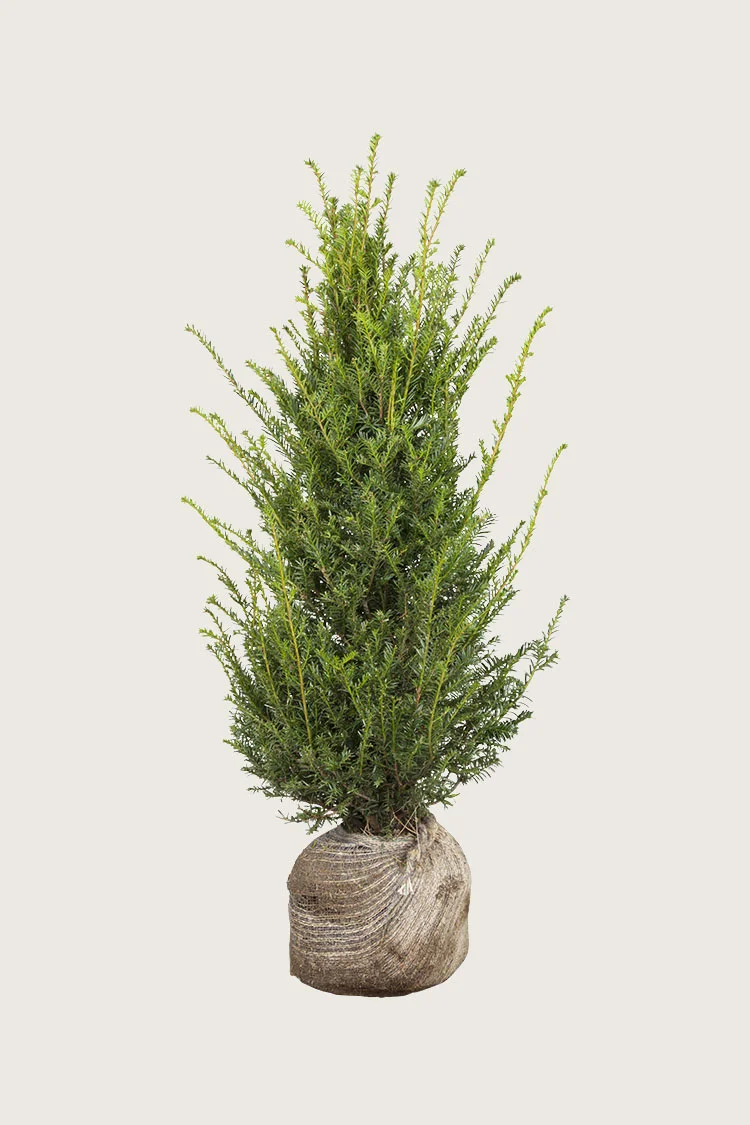 Euroopanmarjakuusi 175cm Outlet | Plantinavia