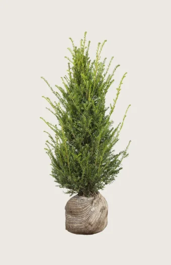 Euroopanmarjakuusi 225cm Outlet | Plantinavia
