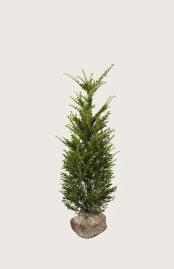 Euroopanmarjakuusi 60cm Outlet | Plantinavia