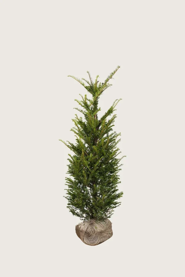 Euroopanmarjakuusi 60cm Outlet | Plantinavia