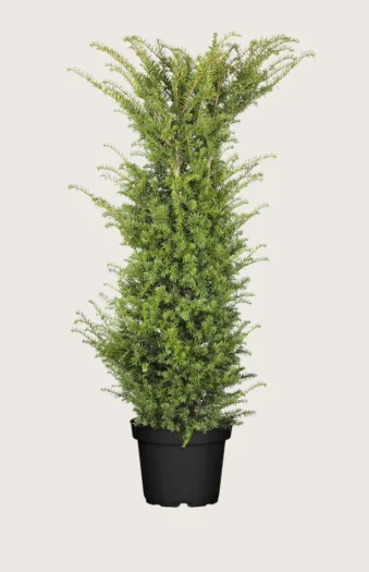 Euroopanmarjakuusi 225cm Hyvin tuuhea | Plantinavia