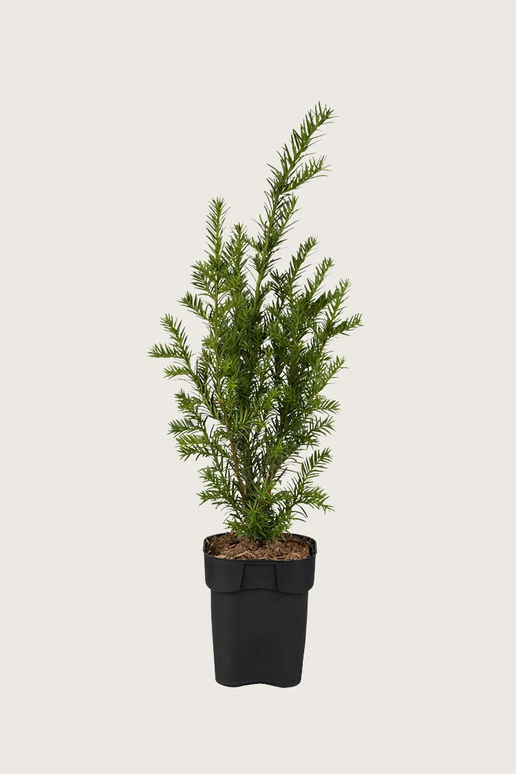 Euroopanmarjakuusi 150cm Outlet | Plantinavia