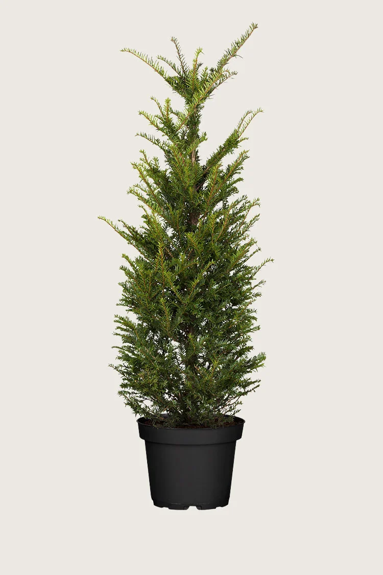 Euroopanmarjakuusi 200cm Outlet | Plantinavia