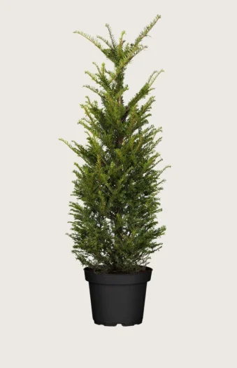 Euroopanmarjakuusi 225cm Outlet | Plantinavia