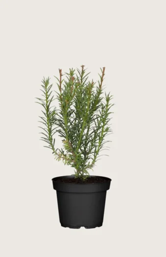 Euroopanmarjakuusi 40cm Outlet | Plantinavia