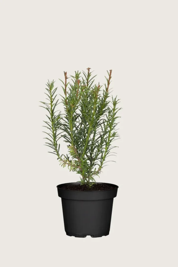 Euroopanmarjakuusi 40cm Outlet | Plantinavia