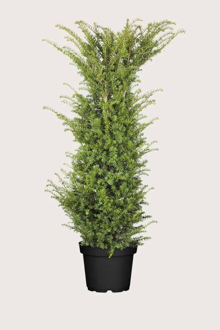 Euroopanmarjakuusi 250cm Tuuhea | Plantinavia