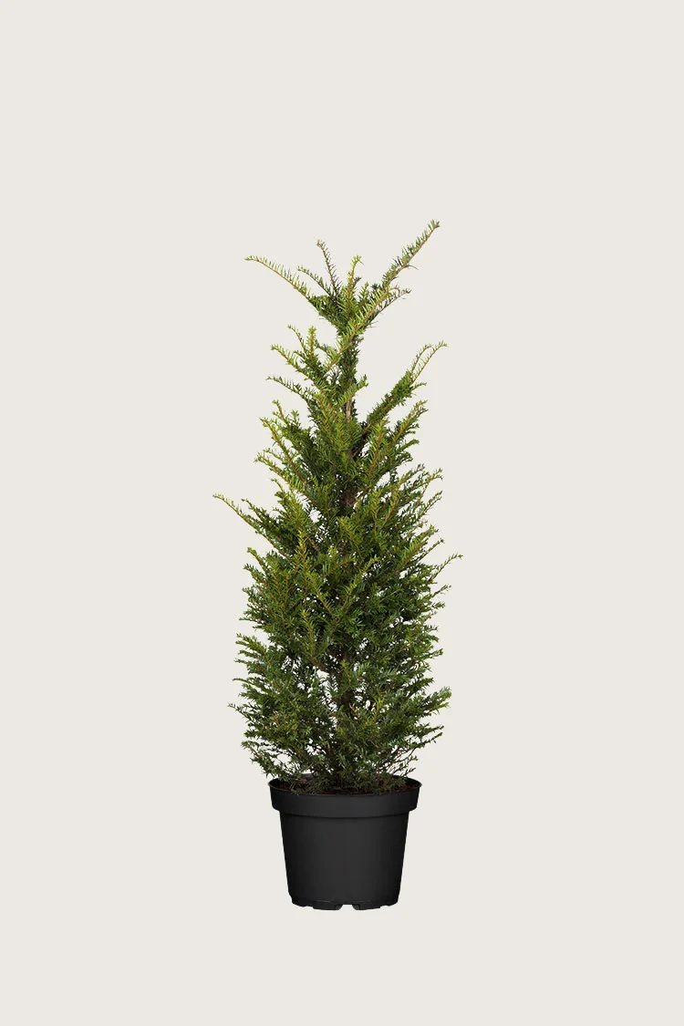 Euroopanmarjakuusi 60cm Tuuhea | Plantinavia