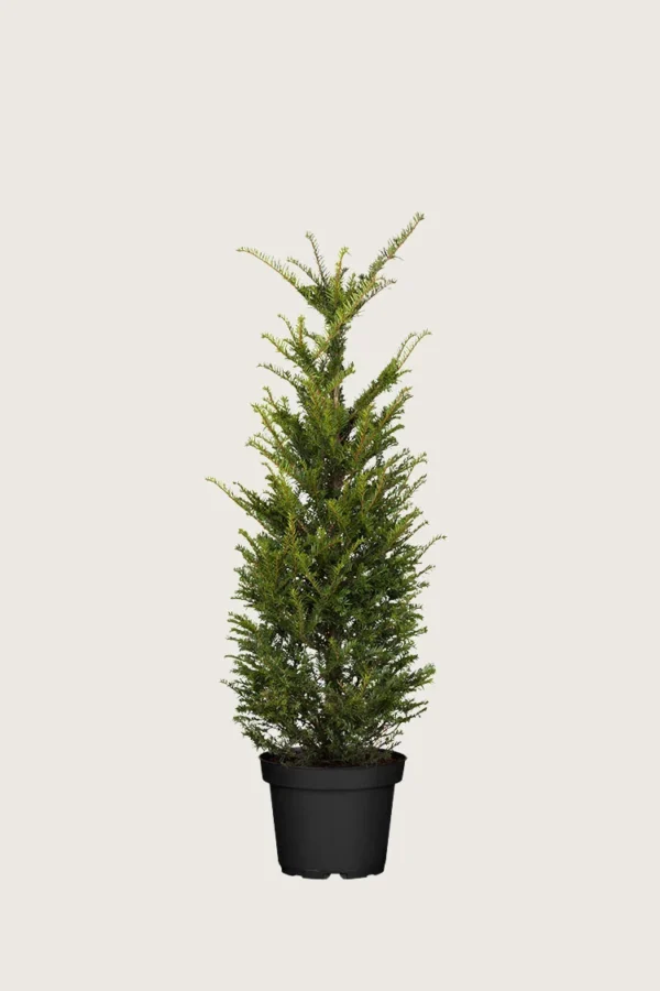 Euroopanmarjakuusi 80cm Tuuhea | Plantinavia