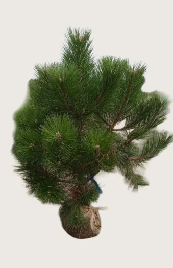 Euroopanmustamänty 200cm Hyvin tuuhea | Plantinavia