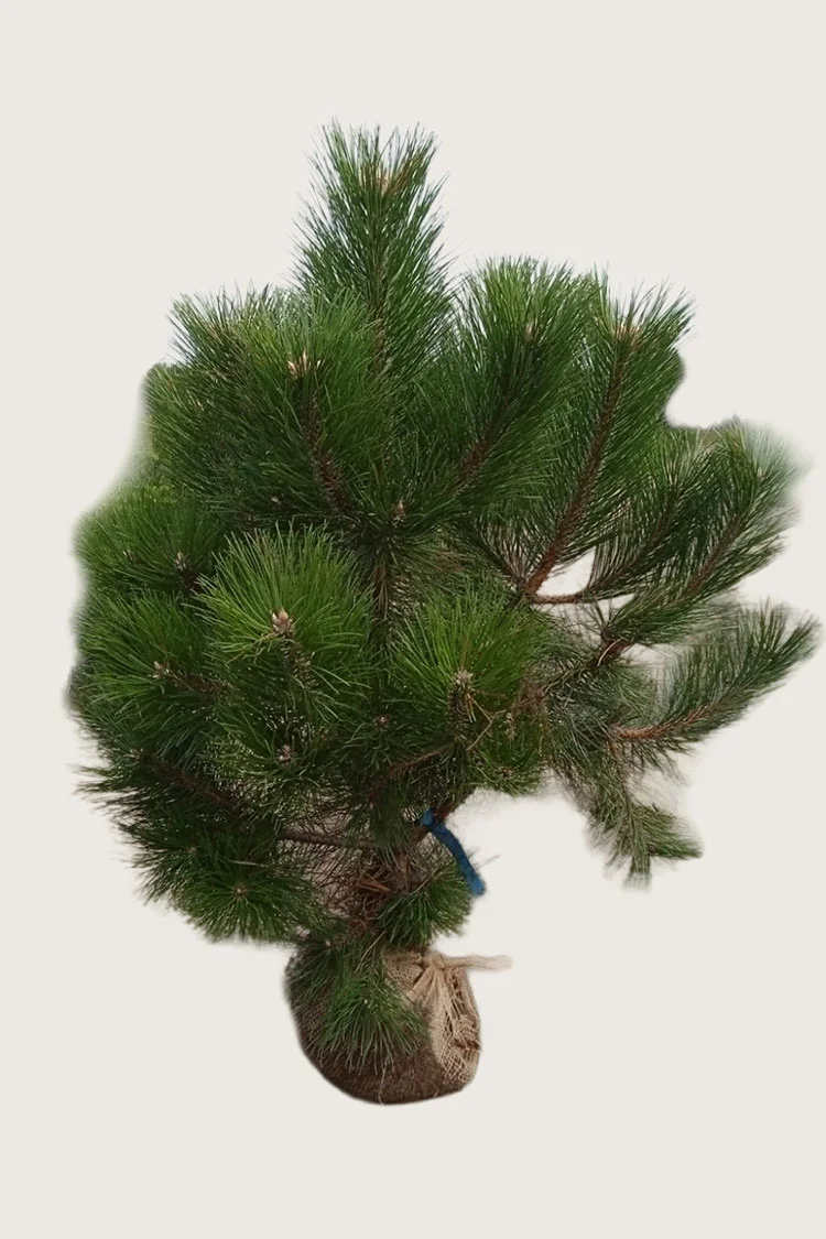 Euroopanmustamänty 250cm Hyvin tuuhea | Plantinavia