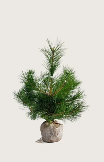 Euroopanmustamänty 40cm Hyvin tuuhea | Plantinavia