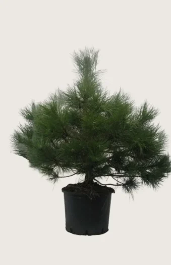 Euroopanmustamänty 150cm Hyvin tuuhea | Plantinavia