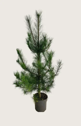 Euroopanmustamänty 225cm Hyvin tuuhea | Plantinavia