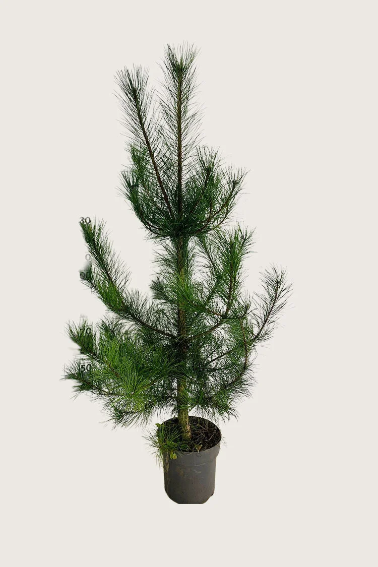 Euroopanmustamänty 250cm Hyvin tuuhea | Plantinavia