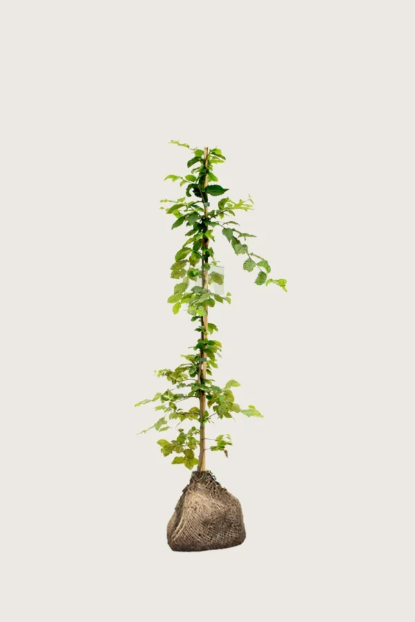 Euroopanvalkopyökki 80cm Hyvin tuuhea | Plantinavia