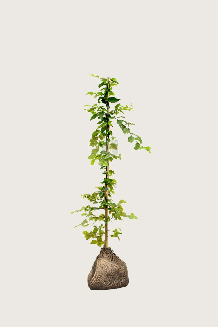 Euroopanvalkopyökki 80cm Hyvin tuuhea | Plantinavia