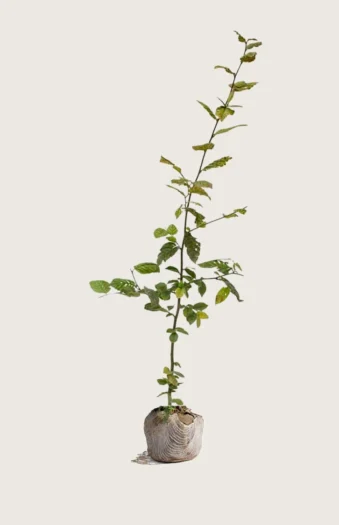 Euroopanvalkopyökki 225cm Outlet | Plantinavia