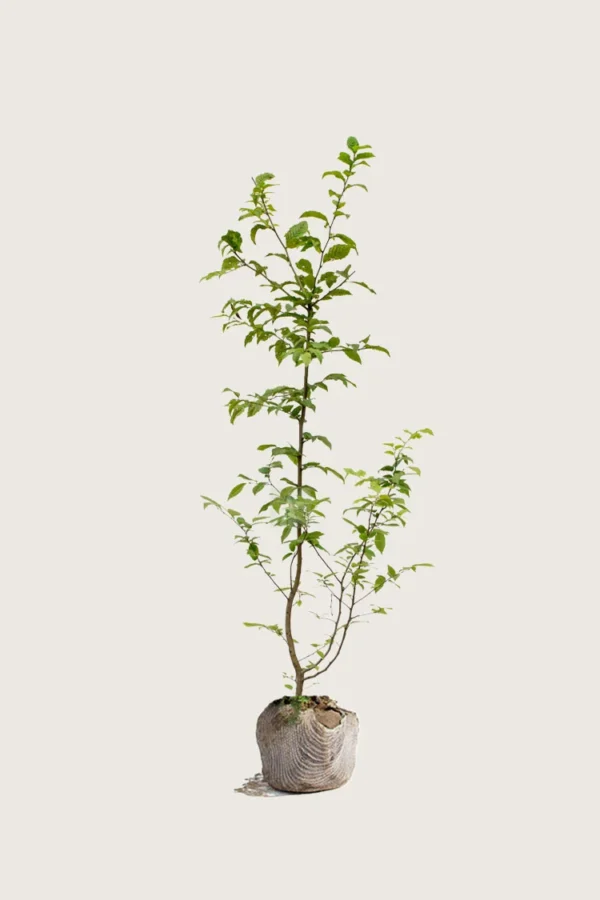 Euroopanvalkopyökki 175cm Tuuhea | Plantinavia