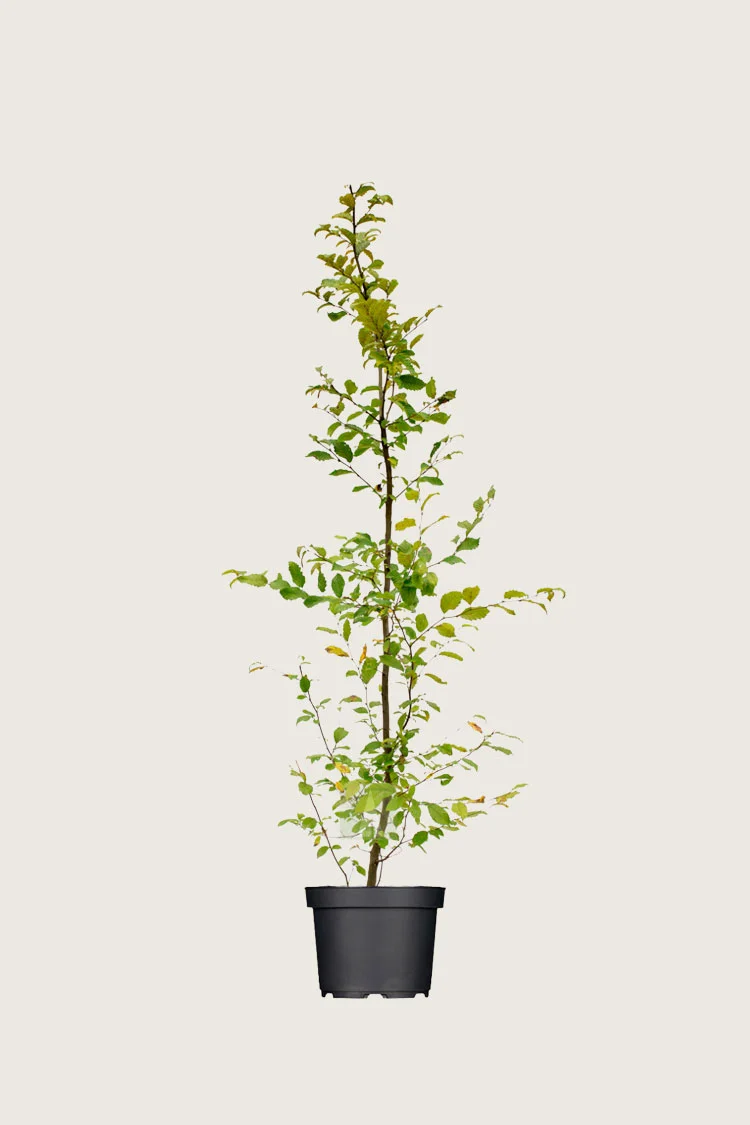 Euroopanvalkopyökki 125cm Hyvin tuuhea | Plantinavia