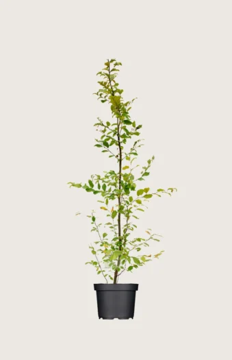Euroopanvalkopyökki 150cm Hyvin tuuhea | Plantinavia