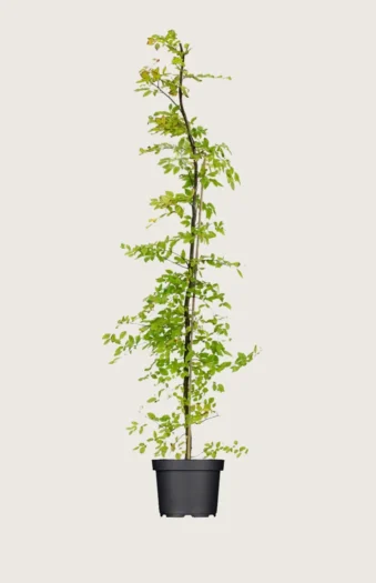 Euroopanvalkopyökki 250cm Hyvin tuuhea | Plantinavia