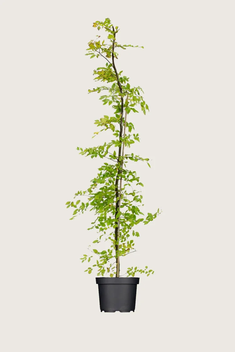 Euroopanvalkopyökki 250cm Hyvin tuuhea | Plantinavia