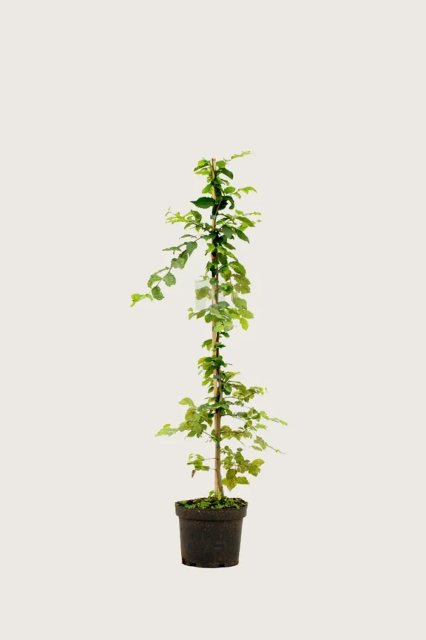 Euroopanvalkopyökki 80cm Hyvin tuuhea | Plantinavia