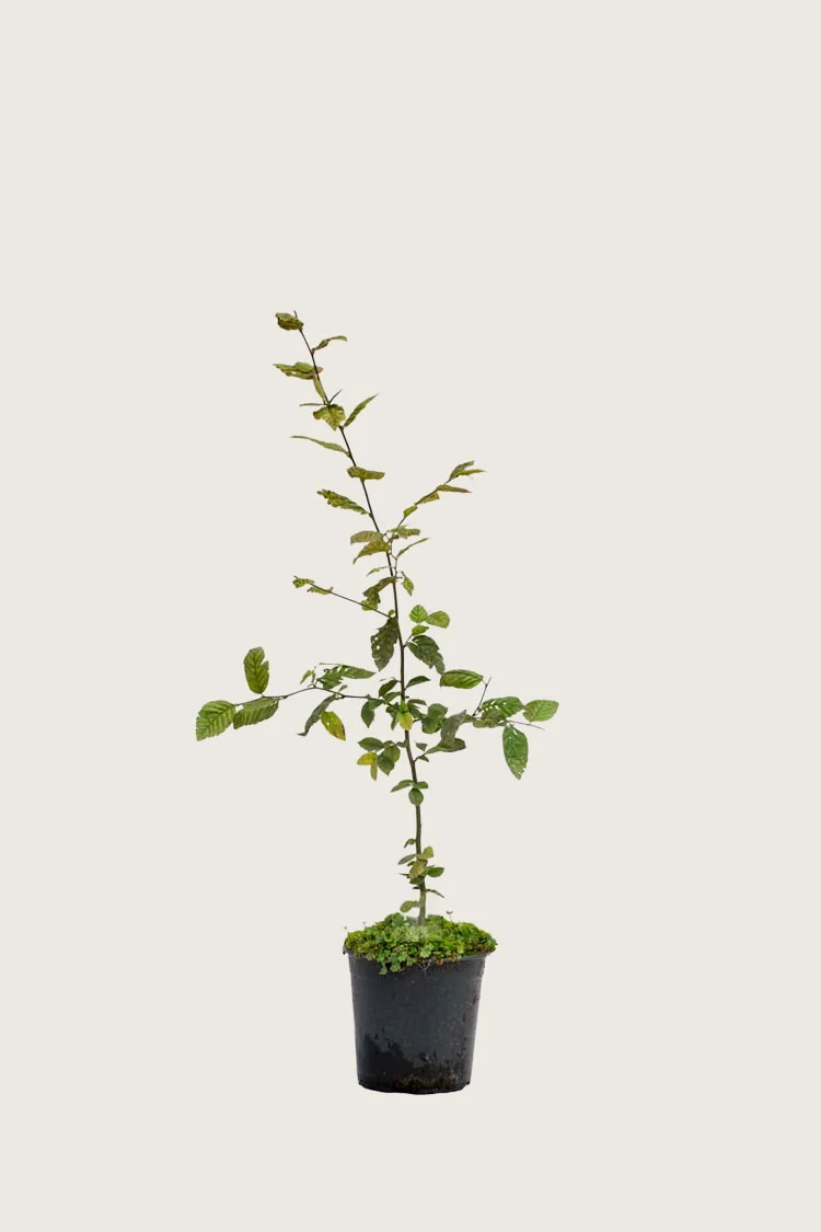 Euroopanvalkopyökki 100cm Outlet | Plantinavia
