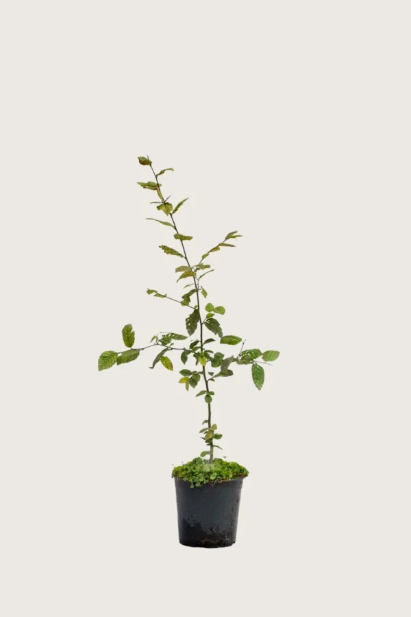 Euroopanvalkopyökki 80cm Outlet | Plantinavia