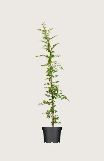Euroopanvalkopyökki 150cm Tuuhea | Plantinavia