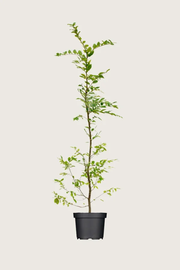Euroopanvalkopyökki 250cm Tuuhea | Plantinavia