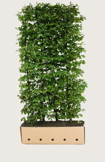 Euroopanvalkopyökki 200cm Hyvin tuuhea | Plantinavia