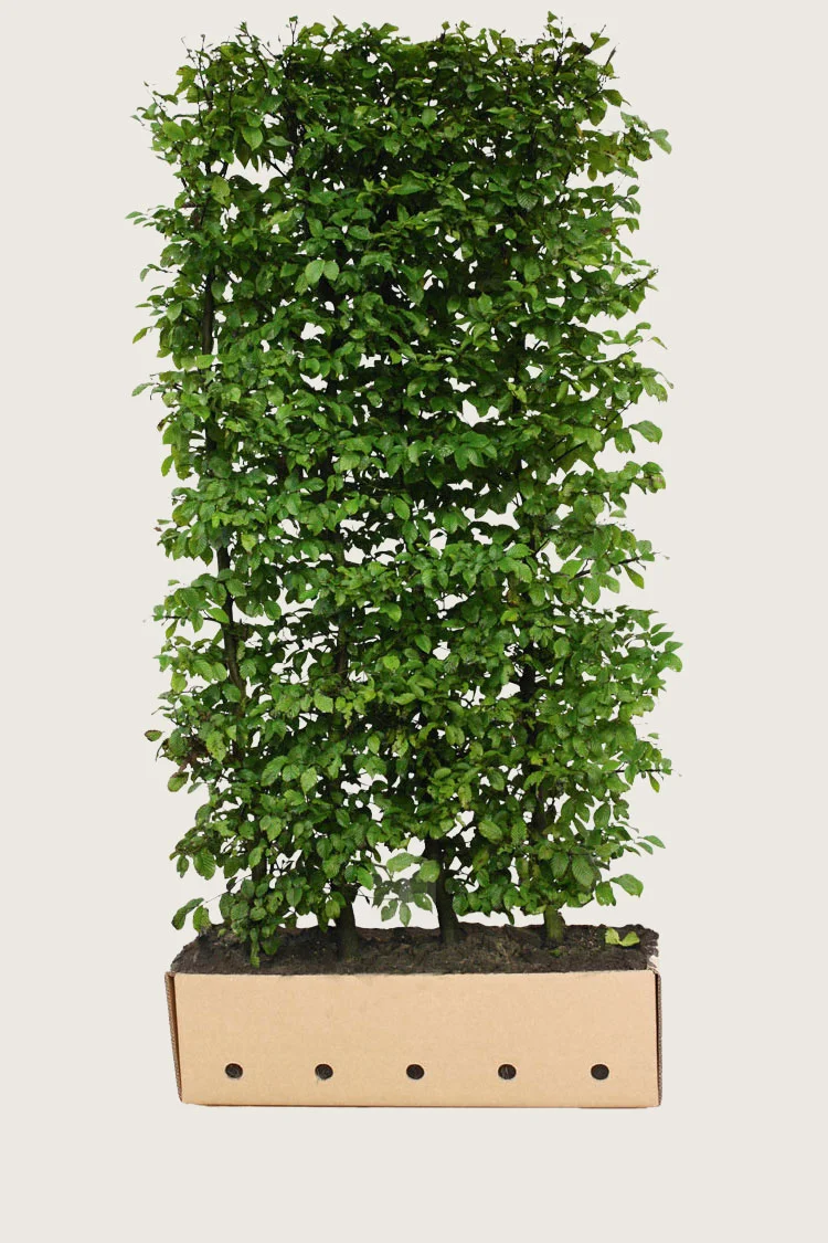 Euroopanvalkopyökki 200cm Hyvin tuuhea | Plantinavia